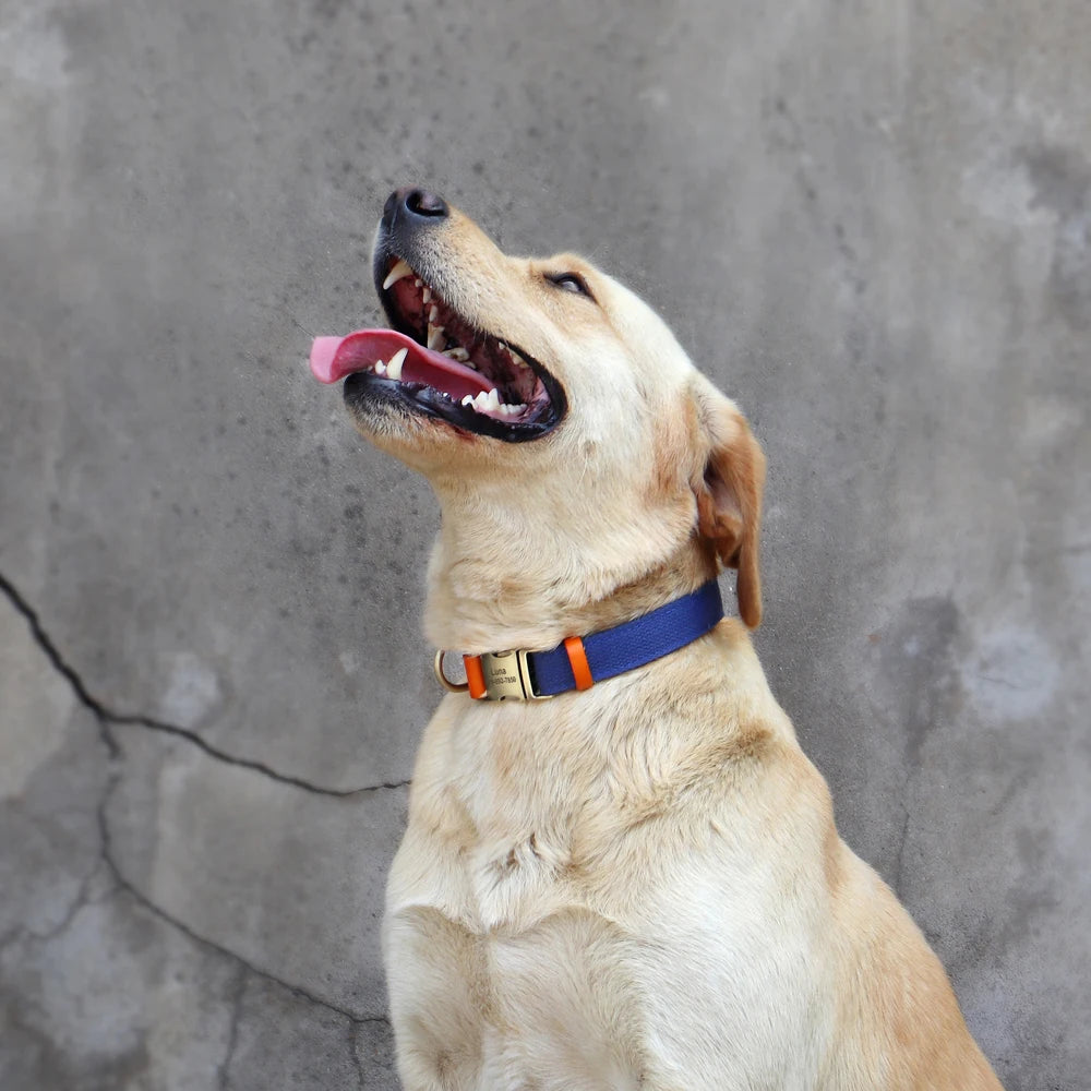 Dog Leather Customized ID Collar